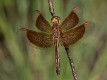 Neurothemis stigmatizans male (3 of 6)